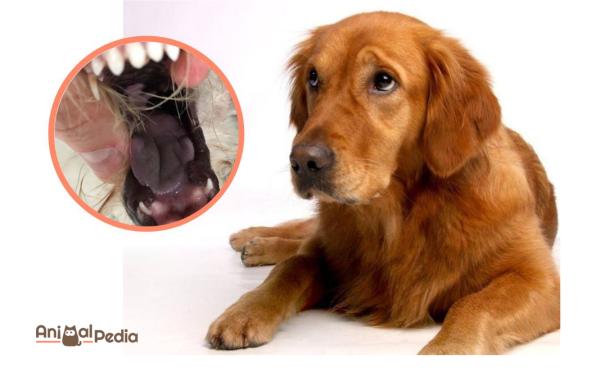 Necrosi della lingua nel cane: cause e trattamento