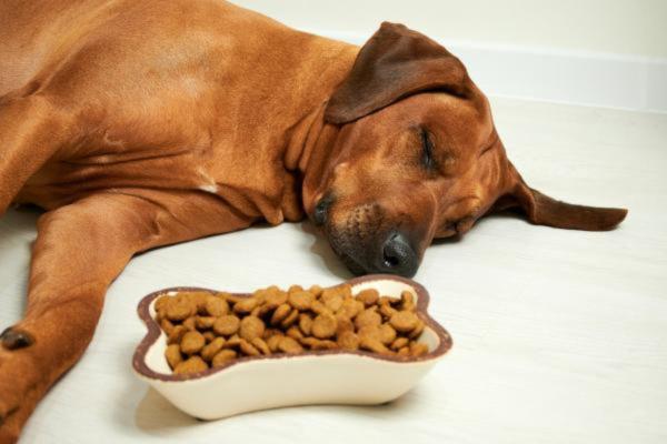 Necrosi della lingua nel cane: cause e trattamento - Sintomi di necrosi della lingua nel cane