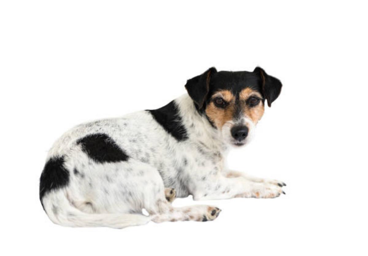 Come abituare il cane adulto a fare i bisogni fuori