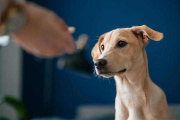 Ernia perineale nel cane: sintomi, cause, cura e rimedi naturali