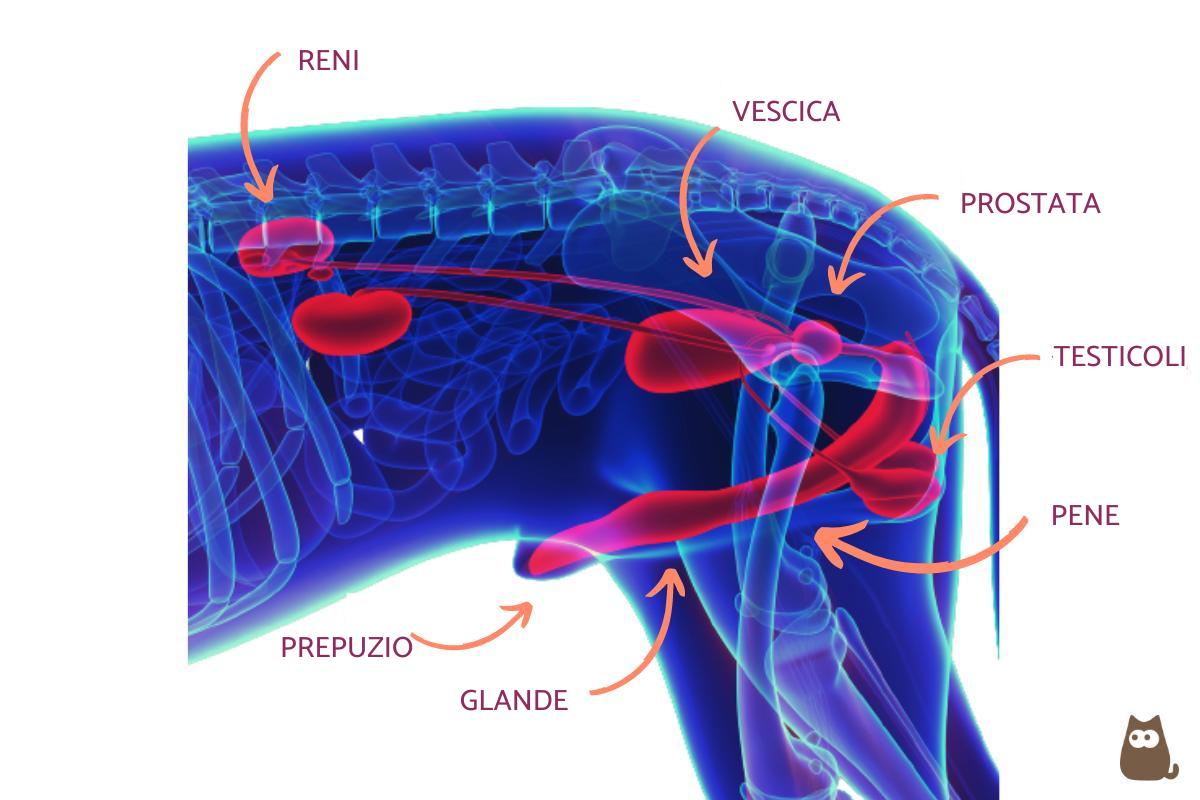 Prostatite nel cane: Cause, sintomi e trattamento