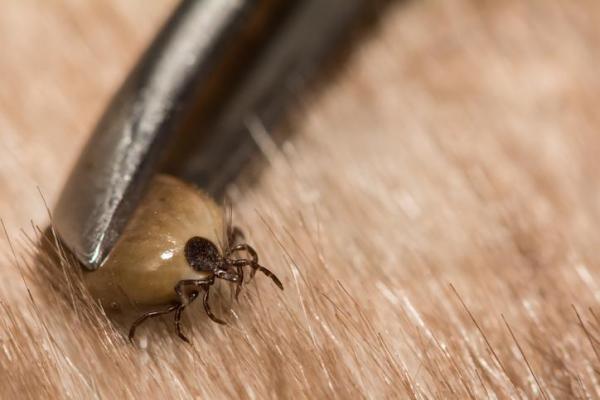 Malattie trasmesse dalle zecche al cane: sintomi e cura