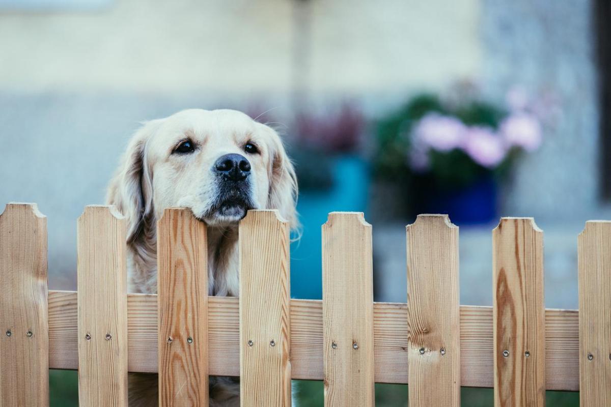 Recinto per cani fai da te