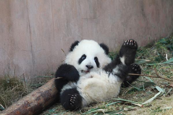 I panda sono pericolosi? - Anche i cuccioli di panda possono essere aggressivi?