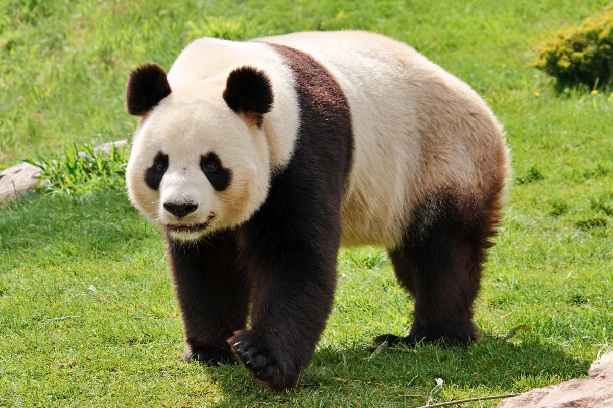 I panda sono pericolosi?