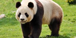 I panda sono pericolosi?
