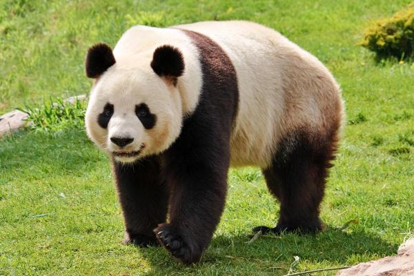 I panda sono pericolosi?