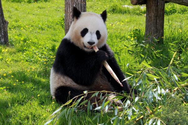 I panda sono pericolosi? - In quali situazioni i panda possono essere pericolosi?