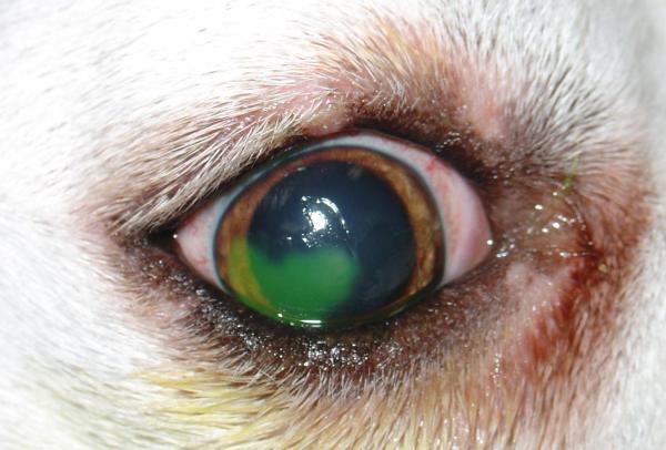 Ulcera corneale nel cane: cause, sintomi e trattamento