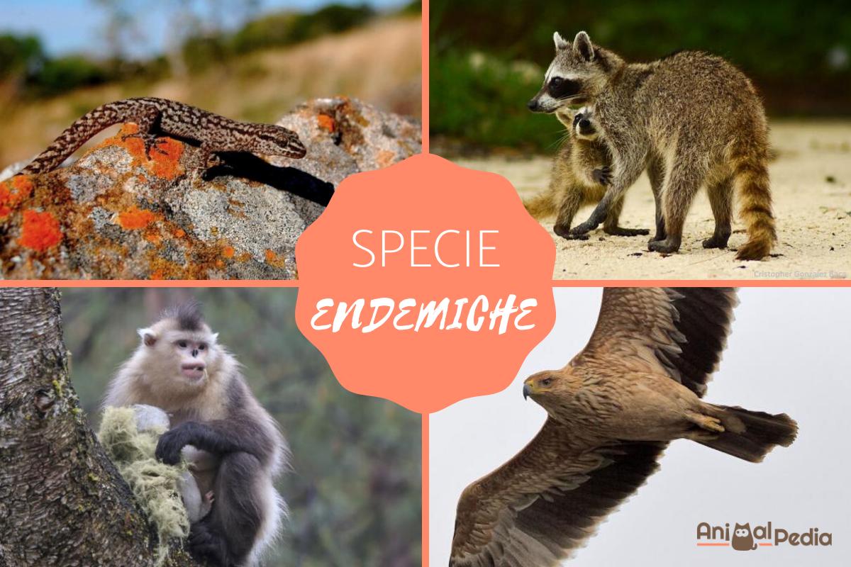 Specie endemiche: Definizione ed esempi