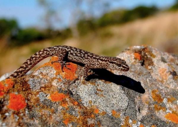 Specie endemiche: Definizione ed esempi -