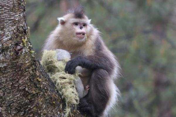 Specie endemiche: Definizione ed esempi -