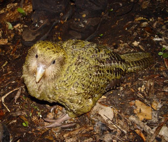Specie endemiche: Definizione ed esempi -
