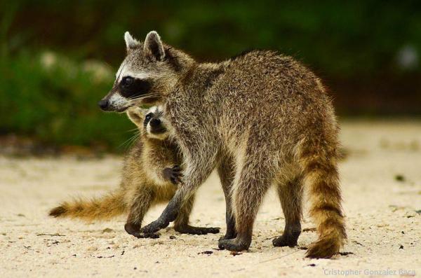 Specie endemiche: Definizione ed esempi -