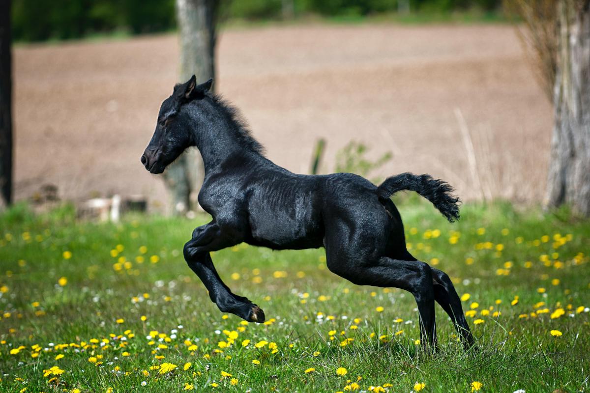Quanto vive un cavallo?