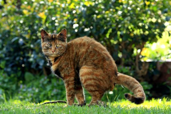 Sangue nelle feci del gatto