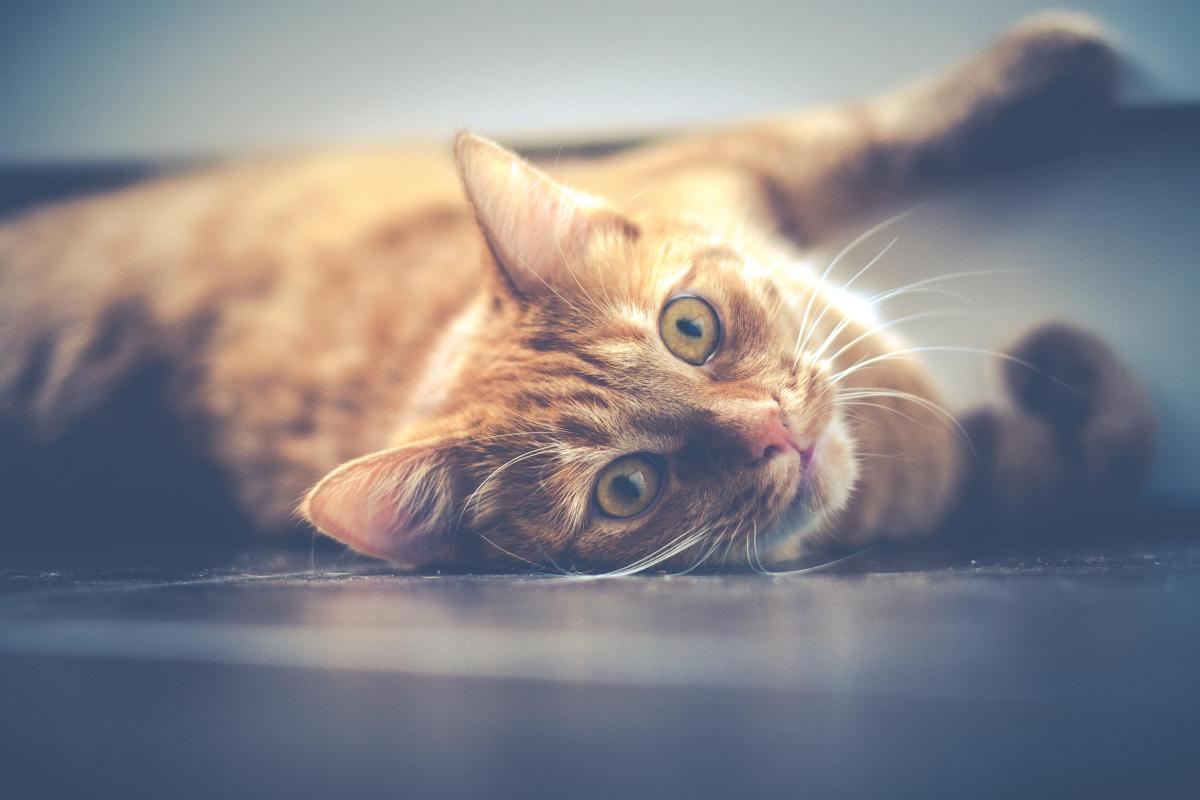 Gatti arancioni: caratteristiche e curiosità