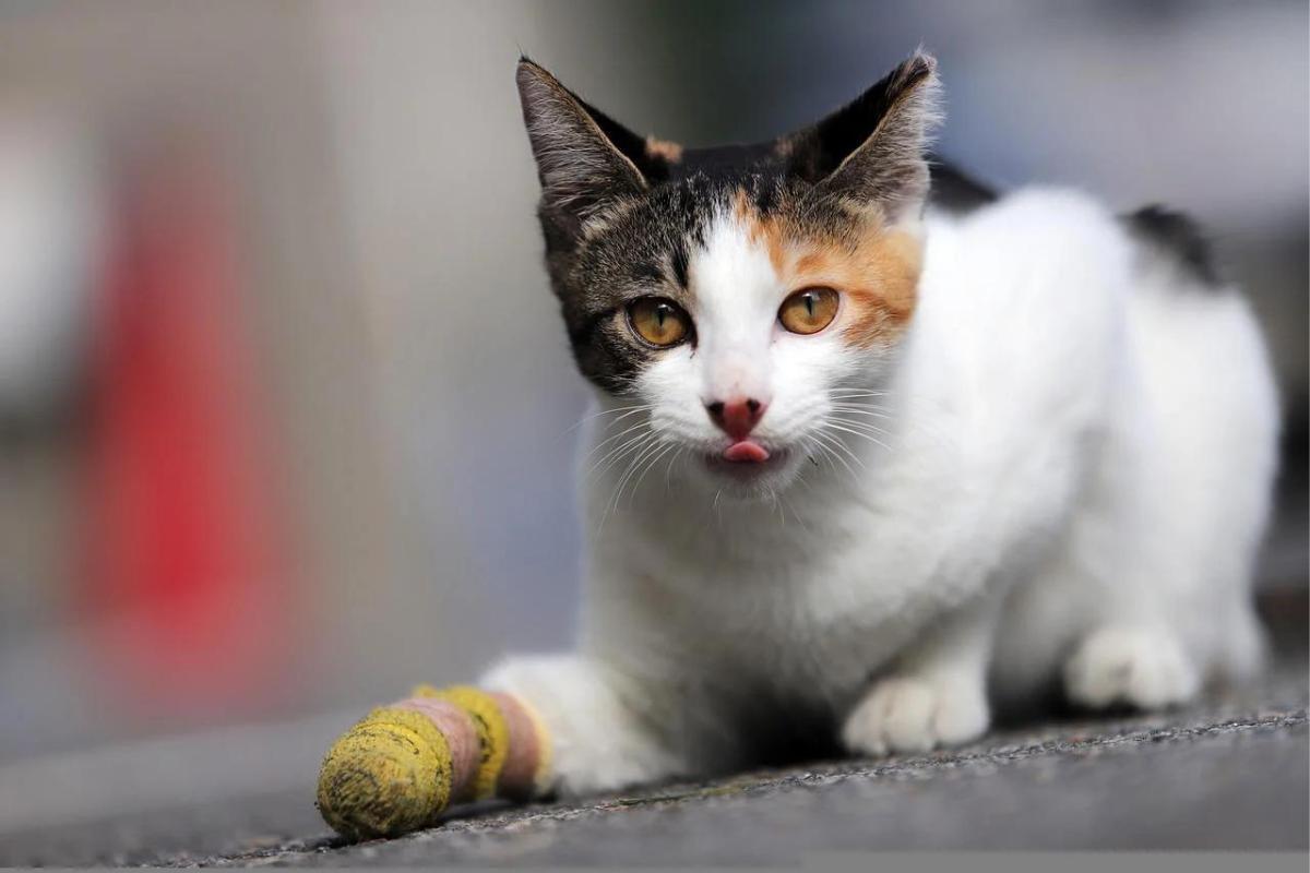 Si può usare il Betadine nel gatto?