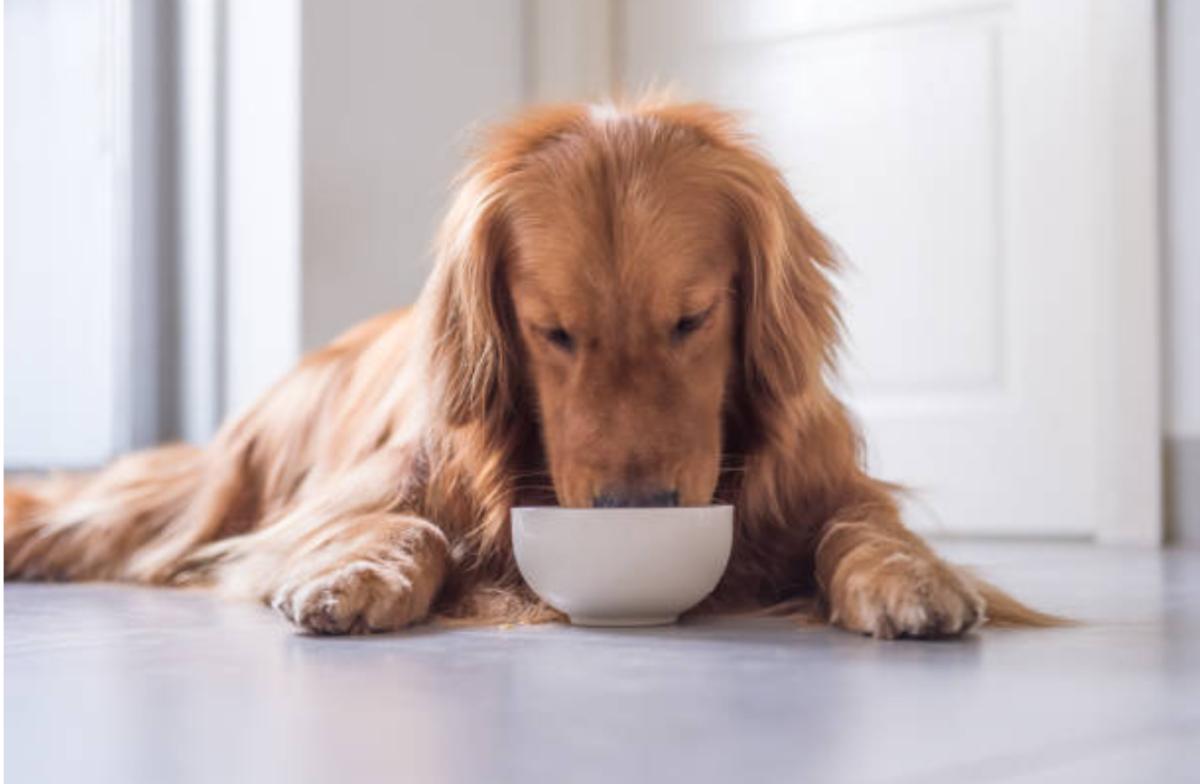 I cani possono mangiare la mozzarella?
