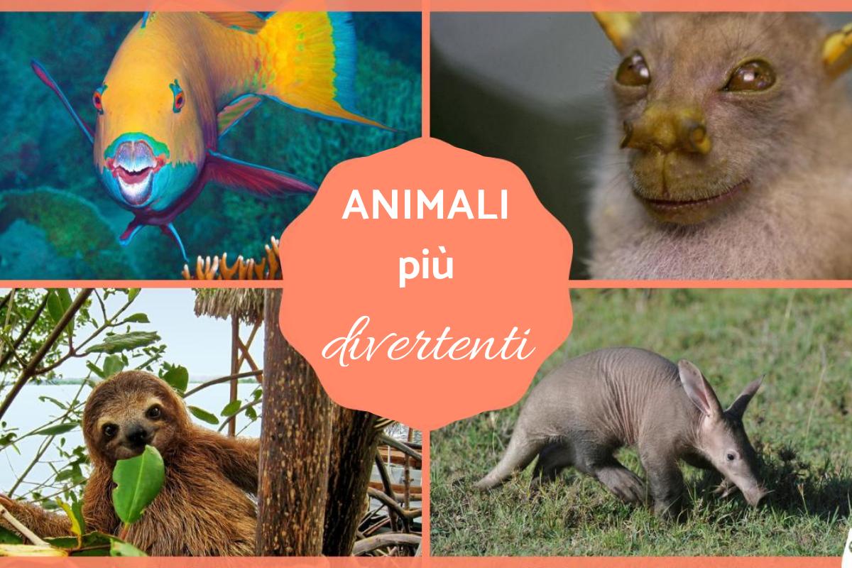 Gli animali più divertenti del mondo