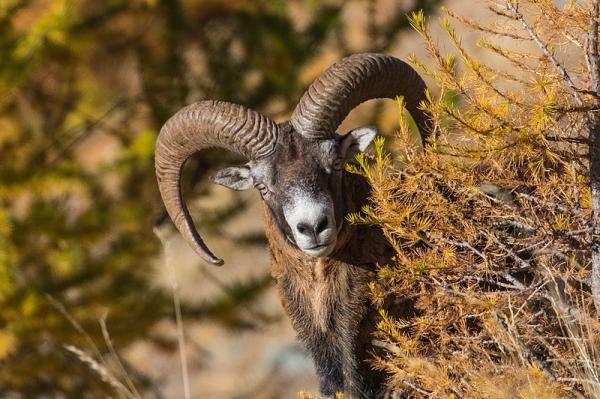 I 10 animali con le corna più lunghe del mondo