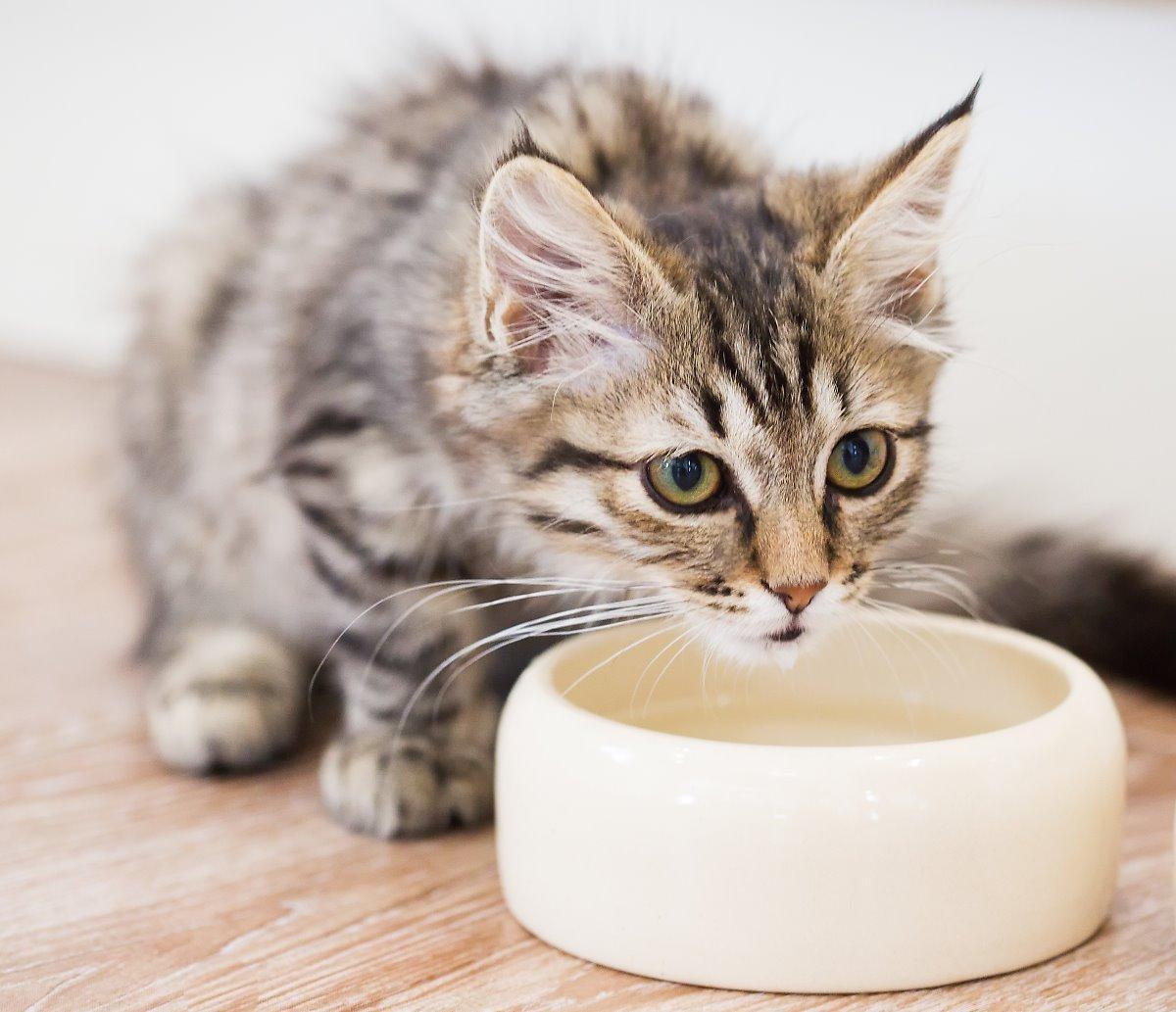Gastrite nel gatto: rimedi casalinghi