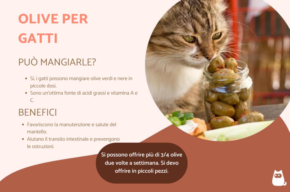 Si possono dare le olive ai gatti?