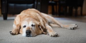 La leptospirosi nel cane - Contagio, sintomi e cura