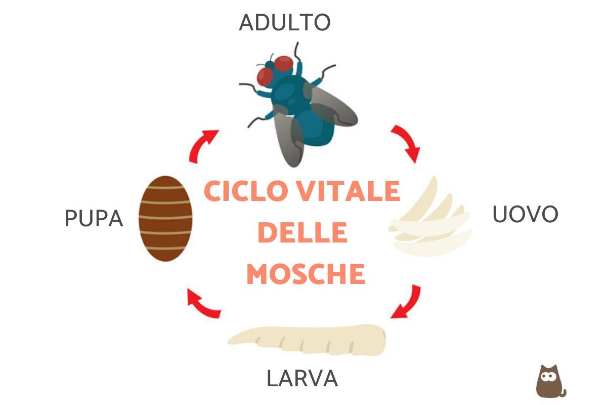 Ciclo vitale delle mosche