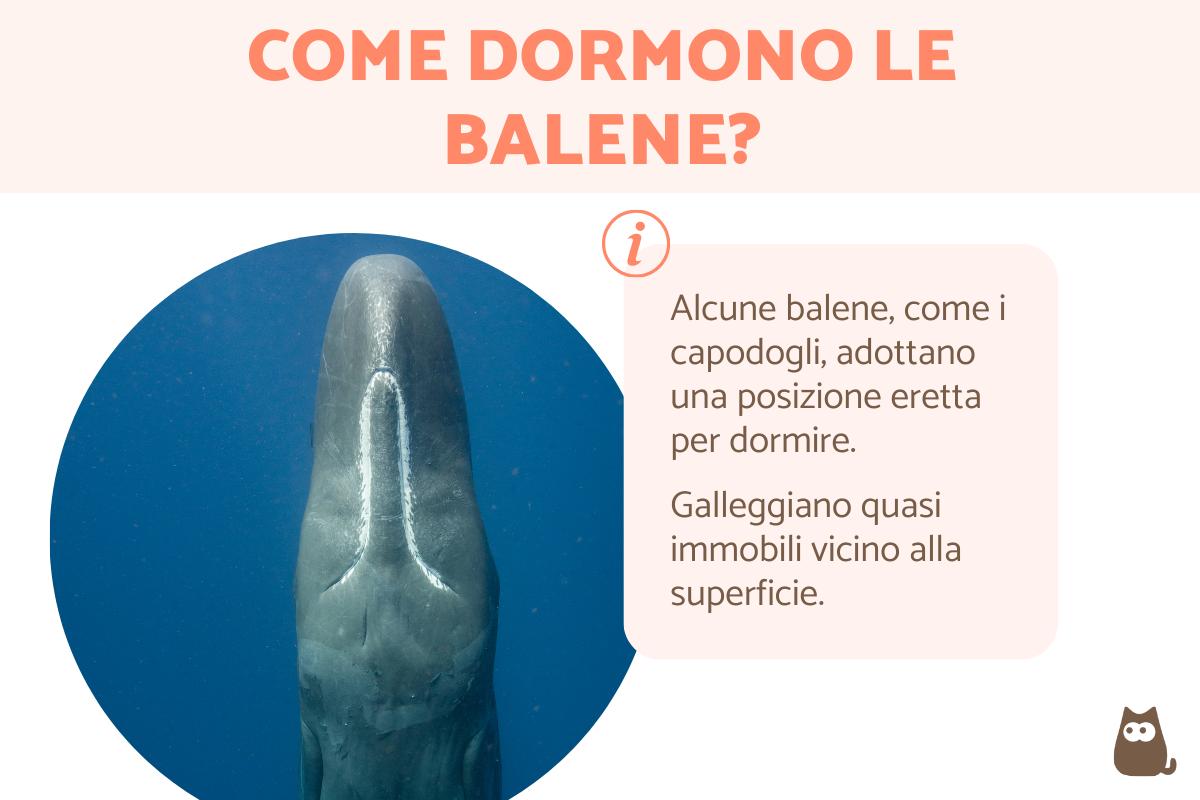 Come dormono le balene?