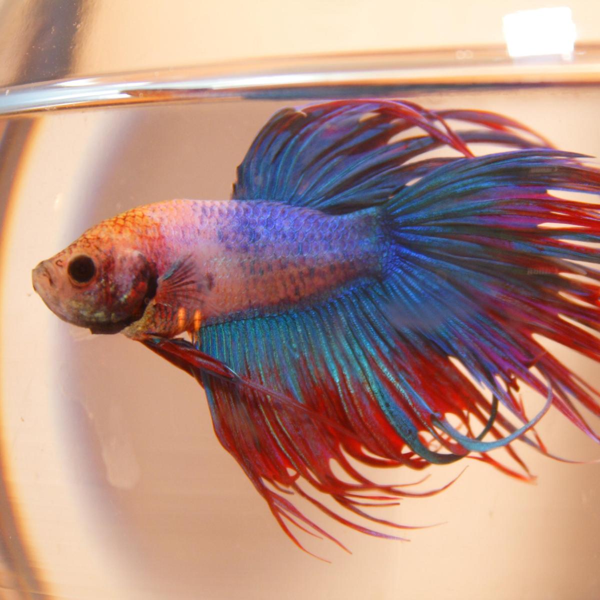 Come prendersi cura del Pesce Combattente