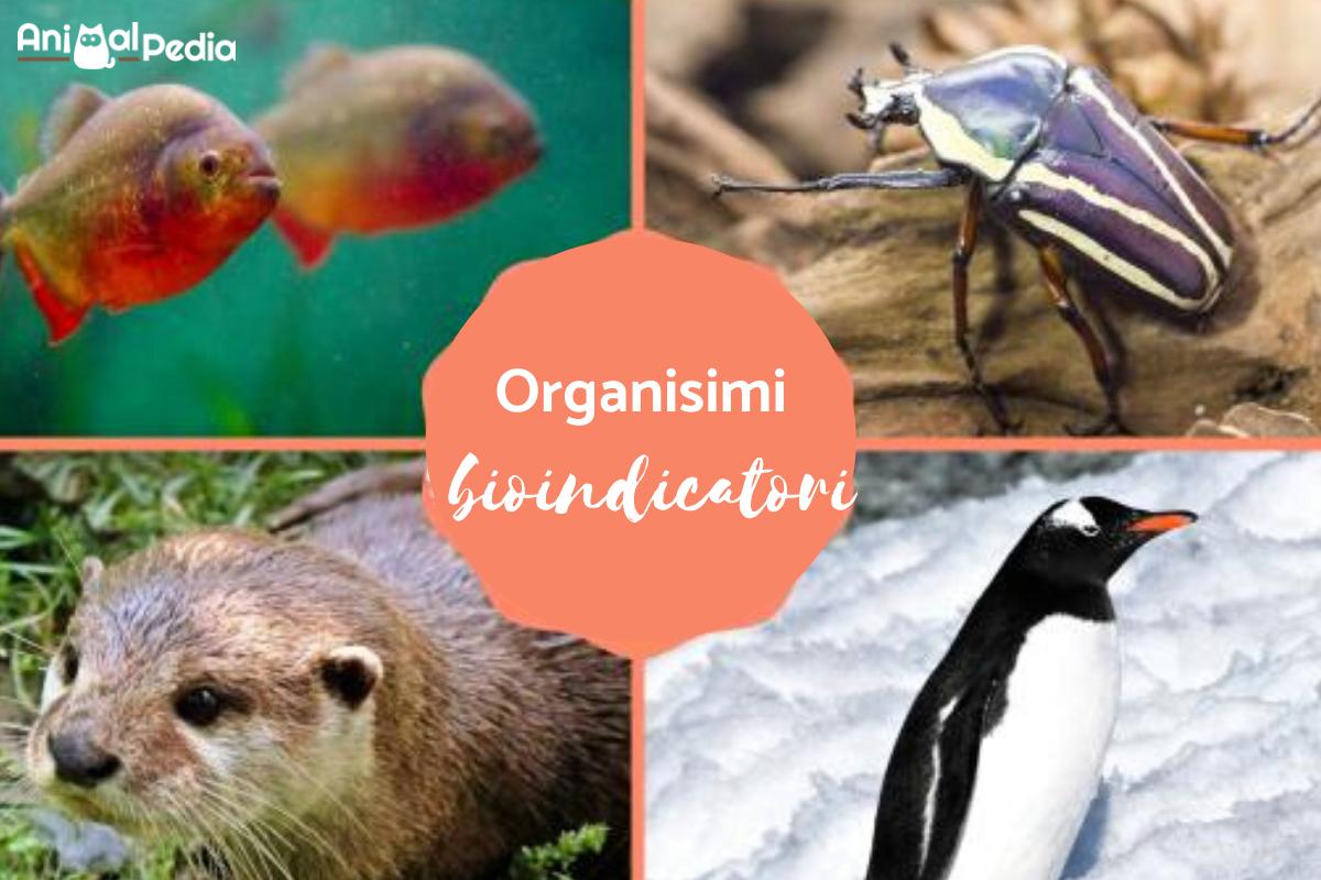 Organismi bioindicatori: Definizione, tipi ed esempi