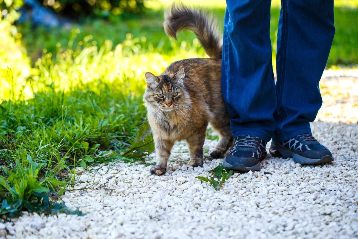 Gatto che fa pipì addosso al padrone: cause e cosa fare