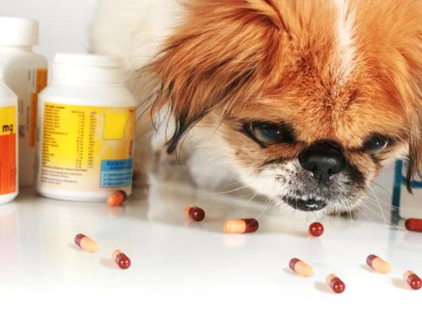Vitamina K per cani