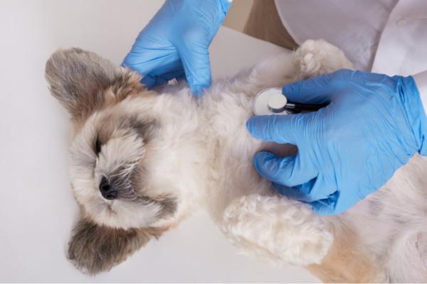 Domperidone per il cane: Dosi, usi ed effetti collaterali