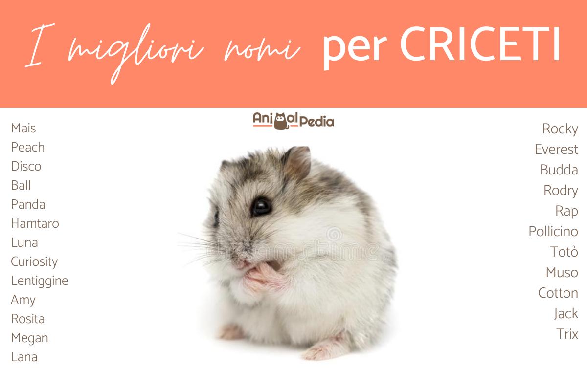 Nomi originali per criceti