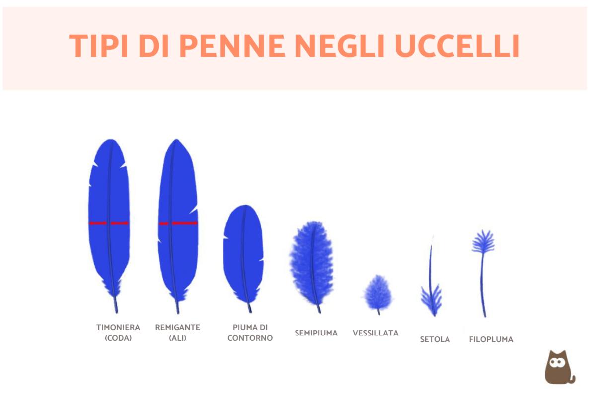Tipi di penne negli uccelli