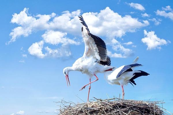 Animali ovipari: definizione ed elenco