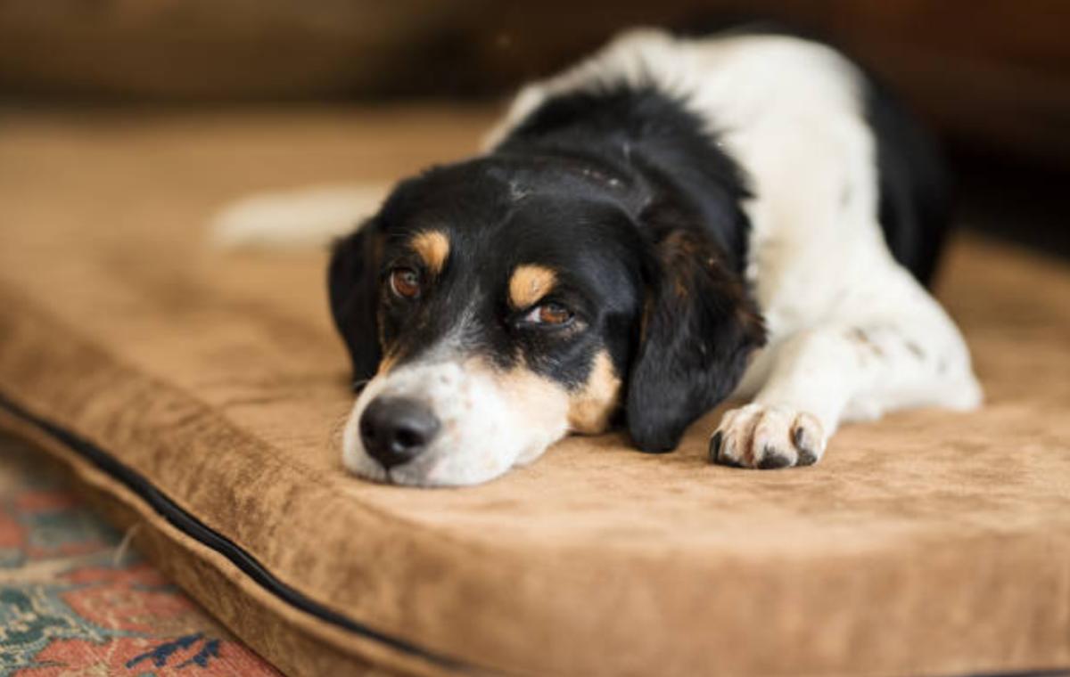 Cane non si regge in piedi all'improvviso: cause e cosa fare