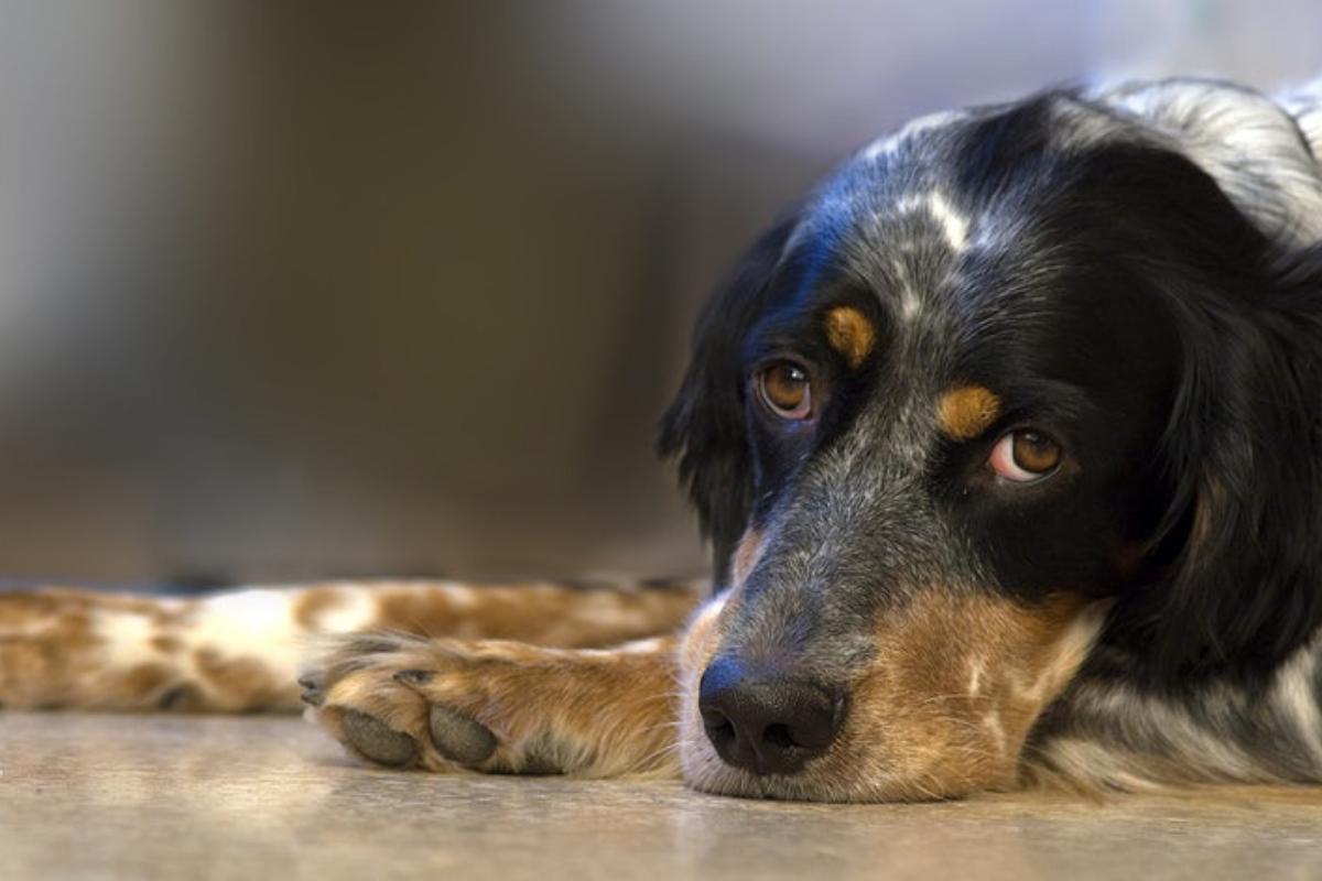 Il cane ha mal di pancia e trema: Cause e cosa fare