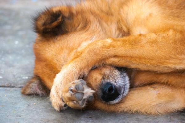 Perché il cane si gratta gli occhi?
