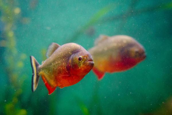 Il piranha mangia l'uomo? - Come proteggersi dai piranha?
