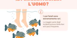 Il piranha mangia l'uomo?