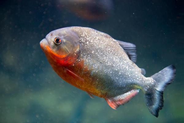 Il piranha mangia l'uomo? - Ma è vero che i piranha mangiano le persone?