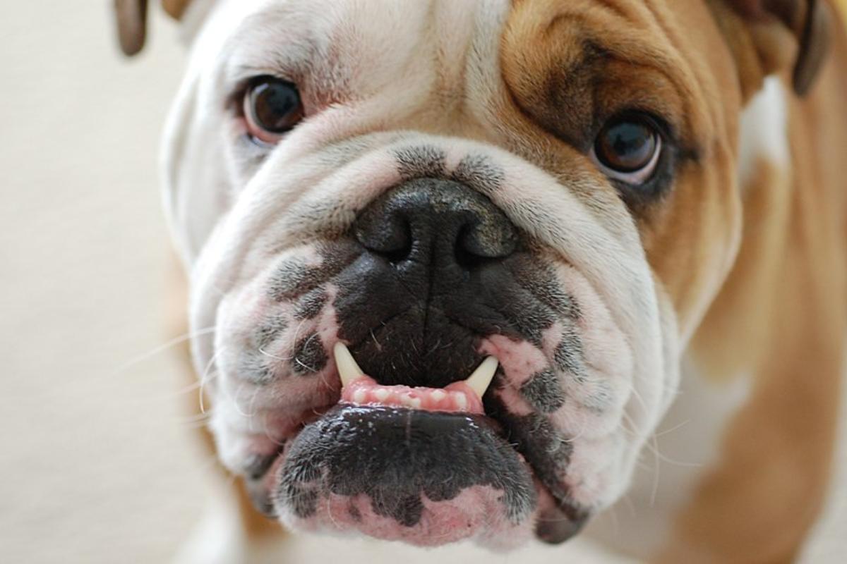 Il mio cane fa il verso del maiale: cause e cosa fare
