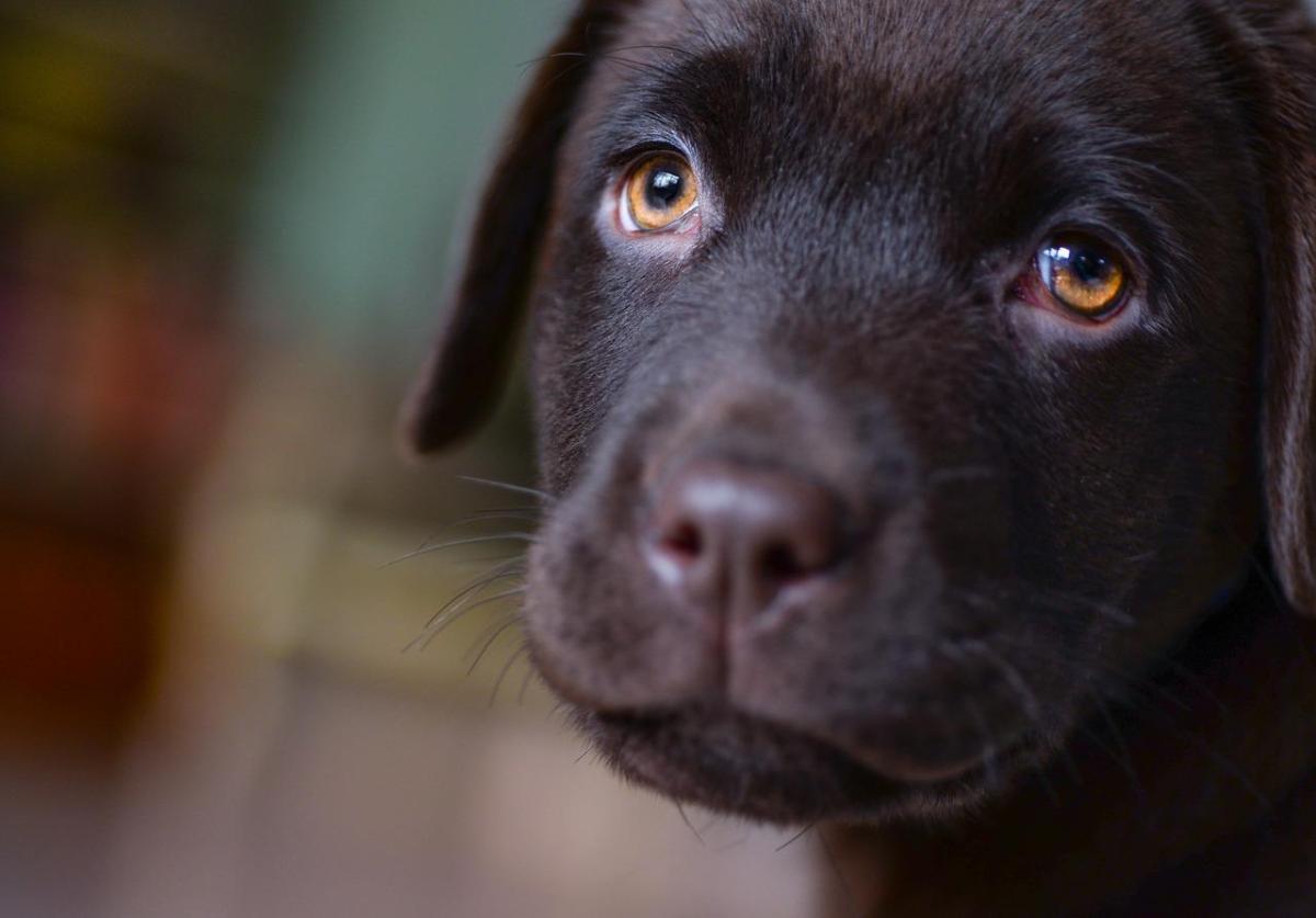 Quanto ci mette un cucciolo ad ambientarsi?
