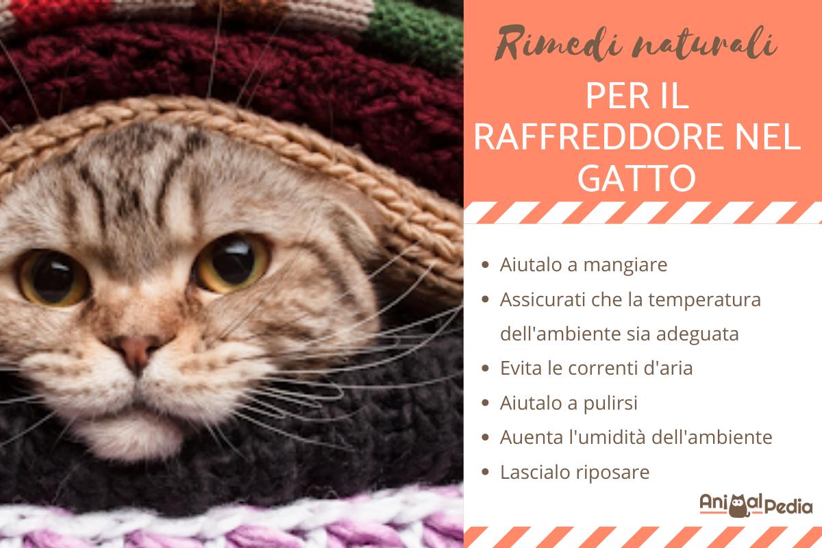 Rimedi naturali per il raffreddore nel gatto