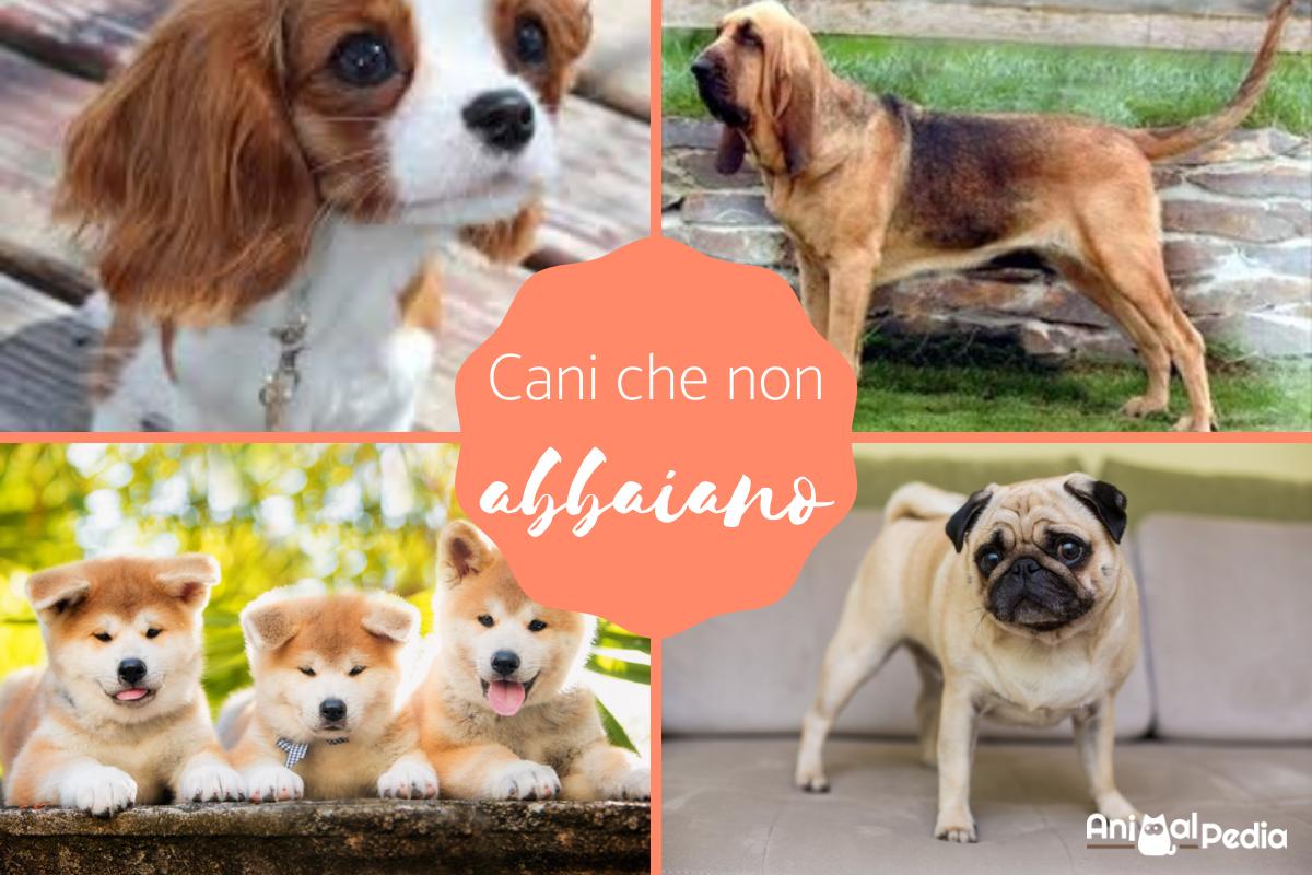 Cani che non abbaiano