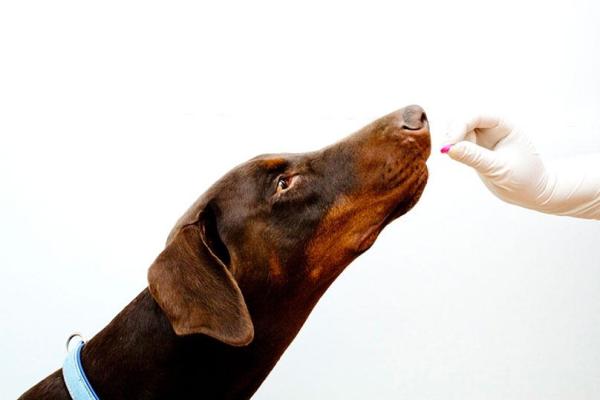Si può dare la tachipirina al cane?