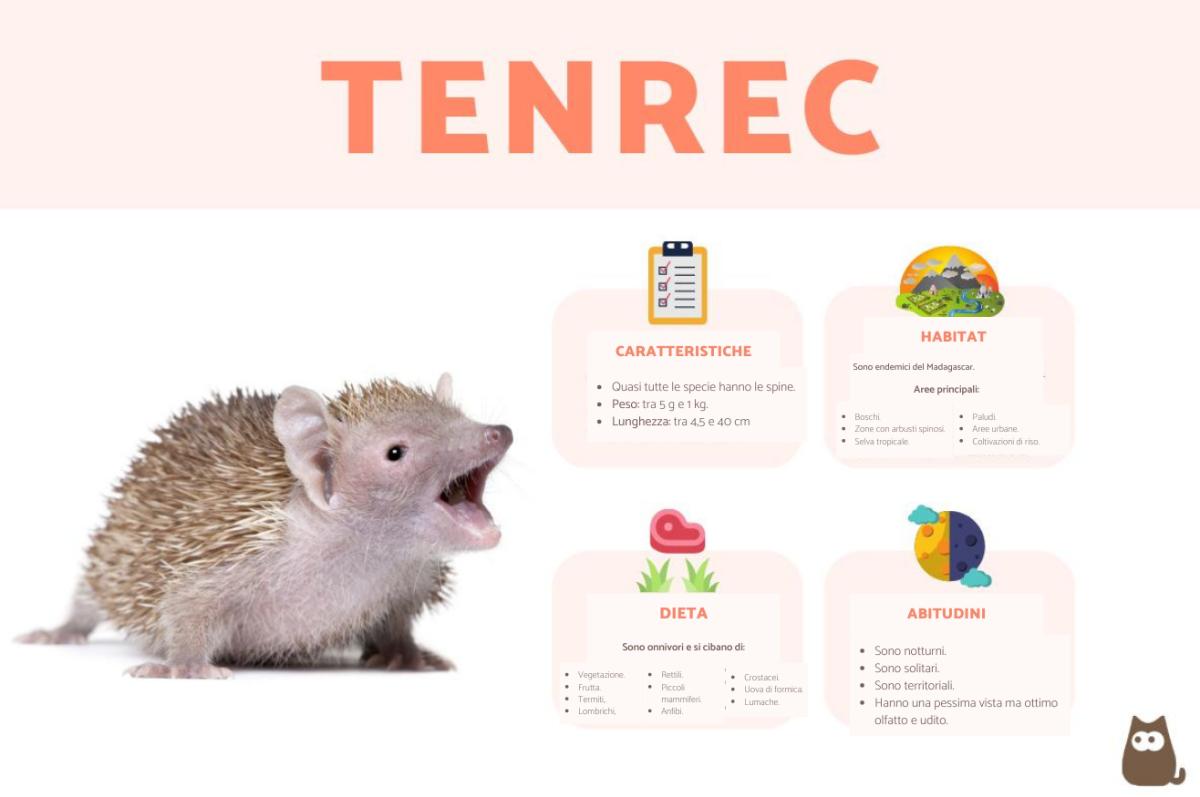 Tenrec: caratteristiche, tipi, dieta e habitat